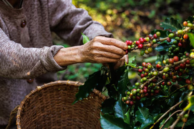 Mexico Decaf - Puebla