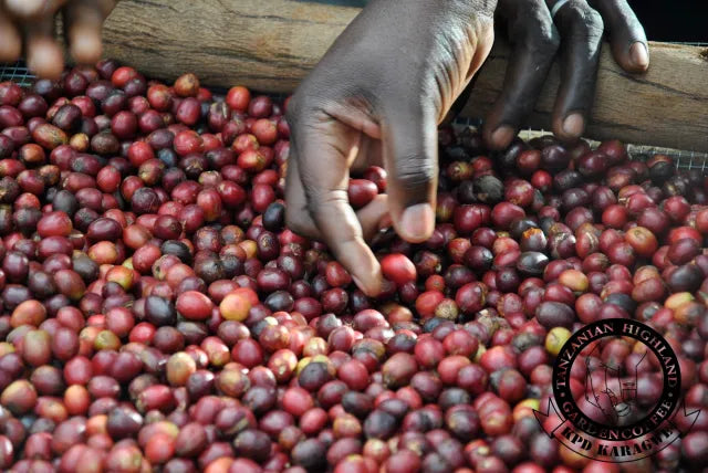 Espresso - Golden Hour