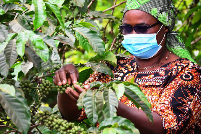 Espresso - Golden Hour