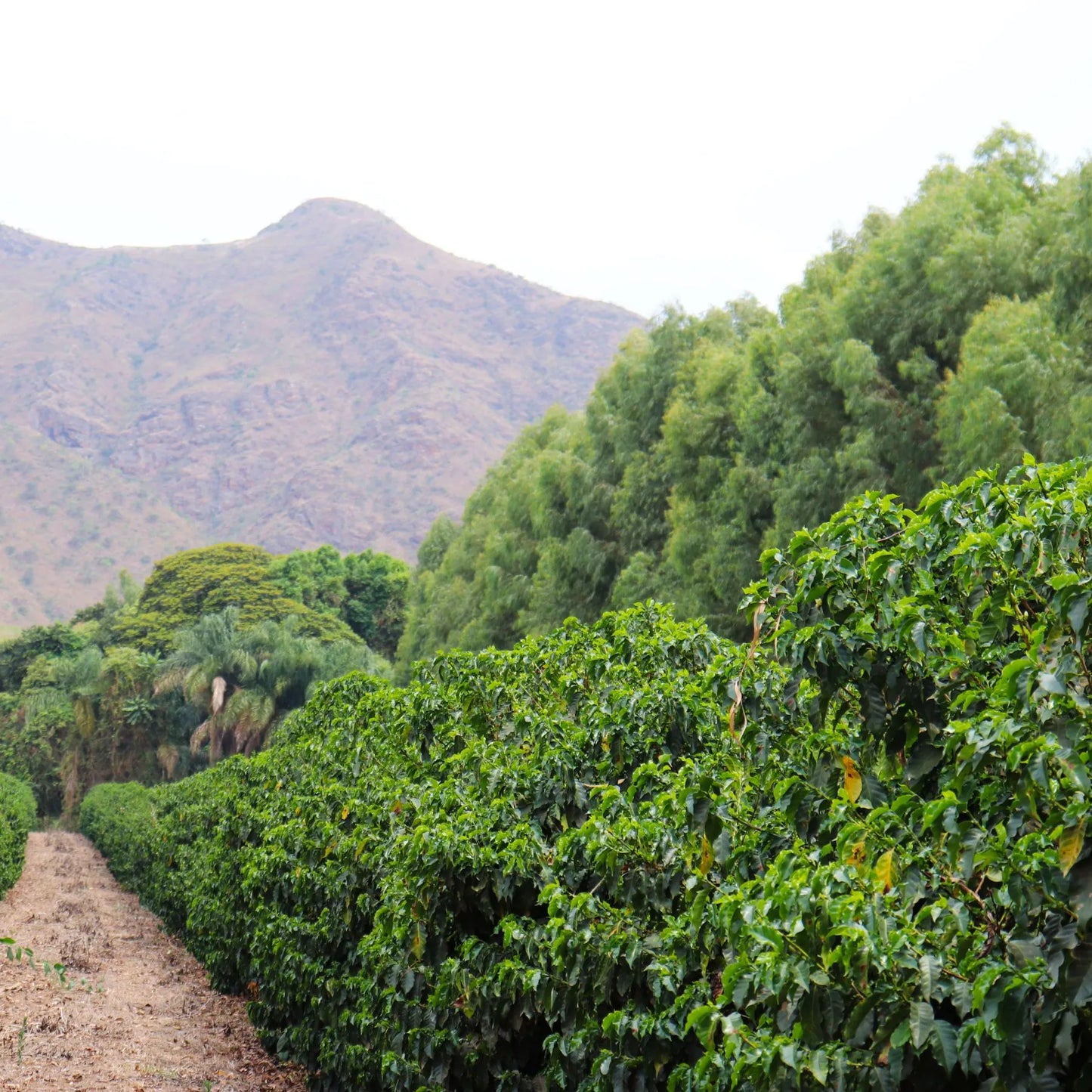 Brazilien Yellow Catucai - Monjolo