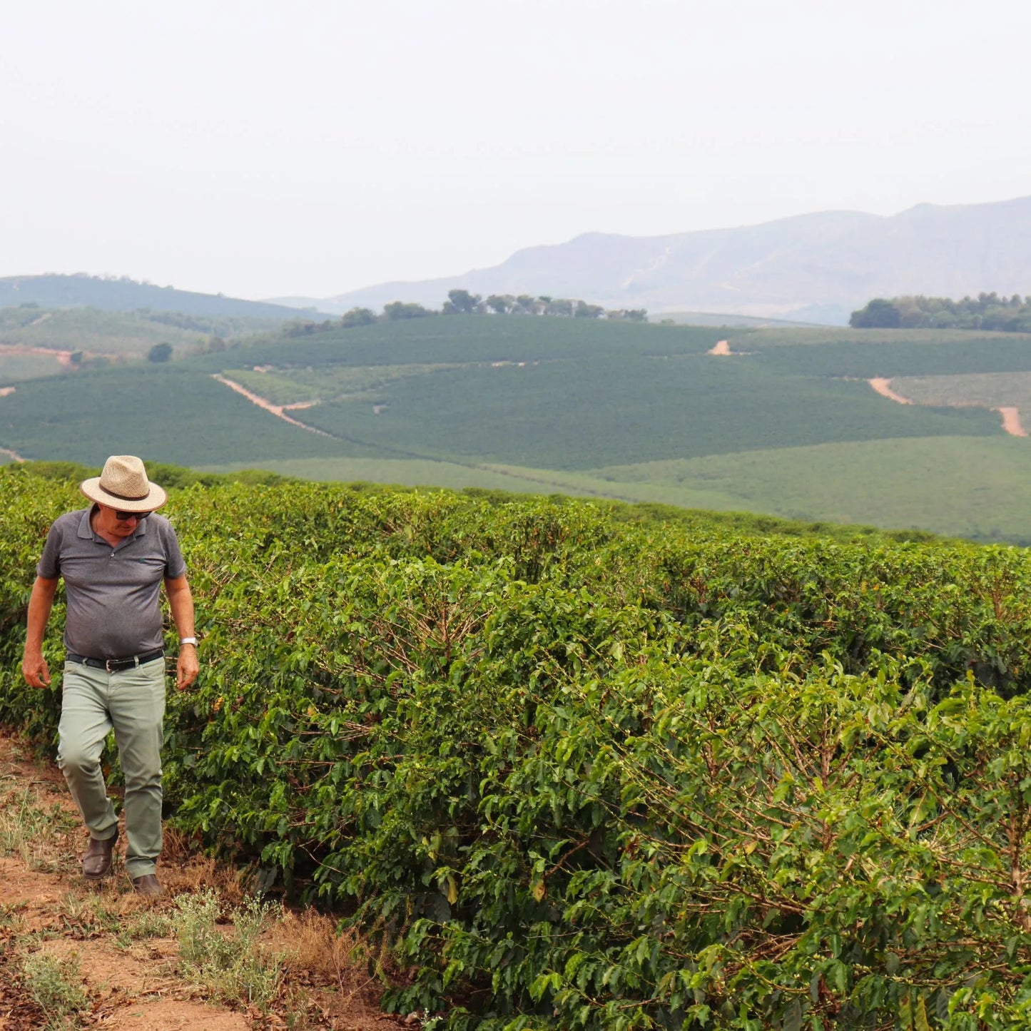 Brazilien Yellow Catucai - Monjolo