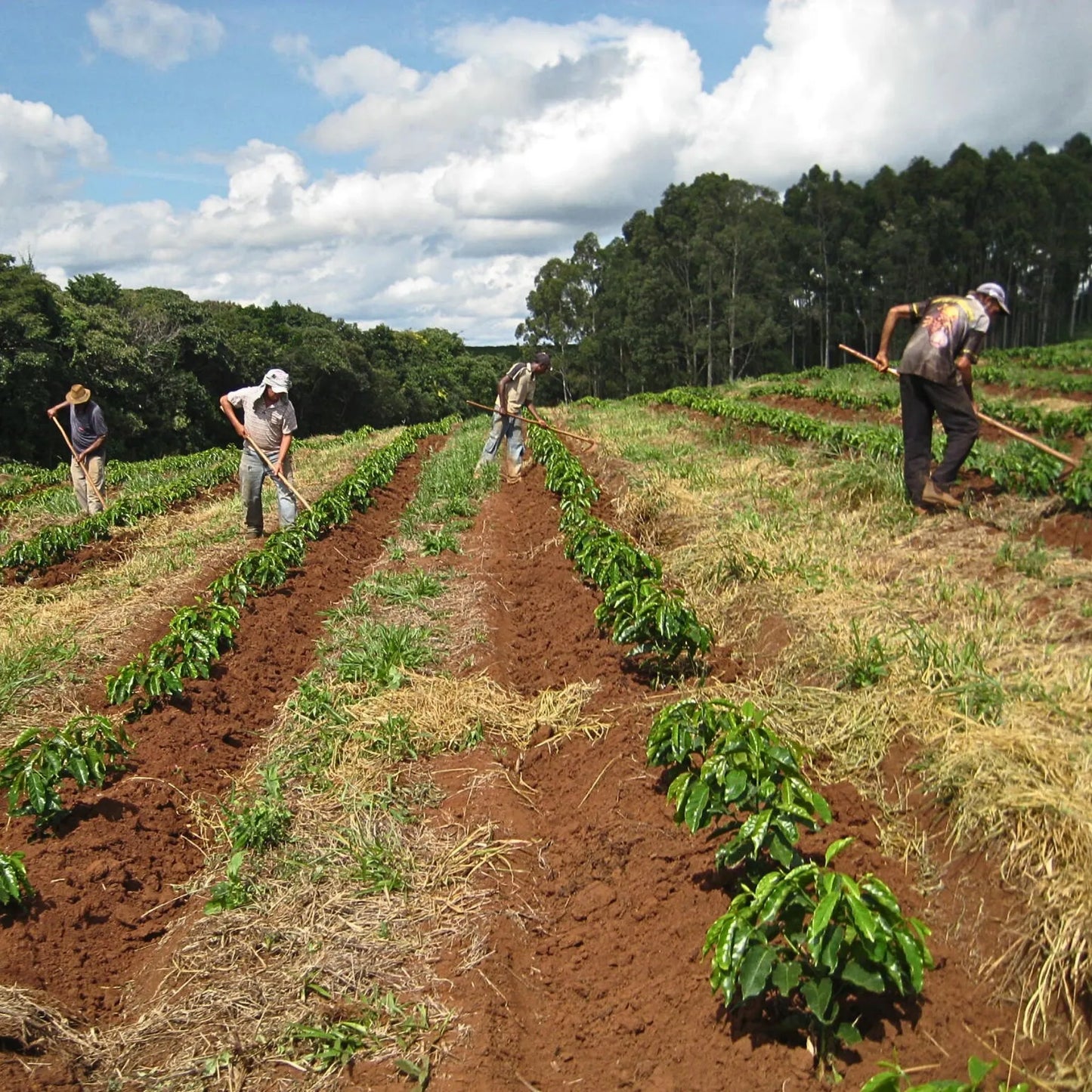 Brazil Topazio - Cerrado