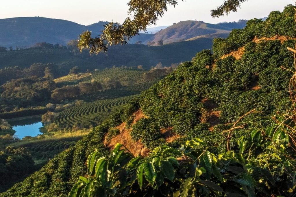 Brazilien - Natural Santos