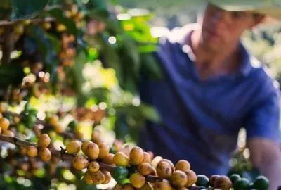 Espresso - Golden Hour